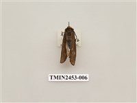 藏品(烏閃苔蛾)的圖片